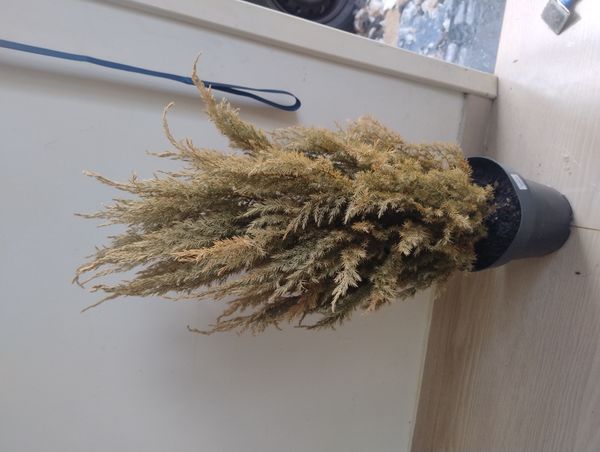 Identificação da planta Pinheiro por foto