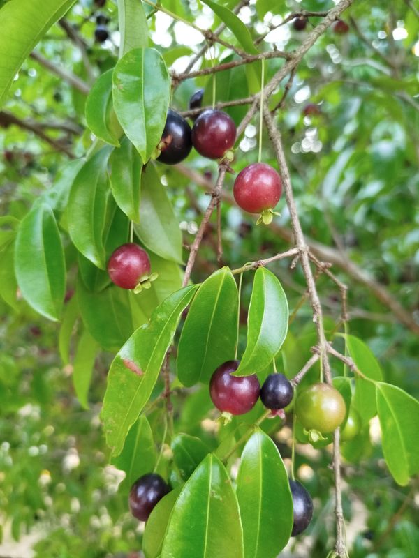 Identificação da planta Cambucá por foto