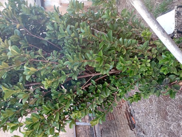 Identificação da planta Grumixama por foto