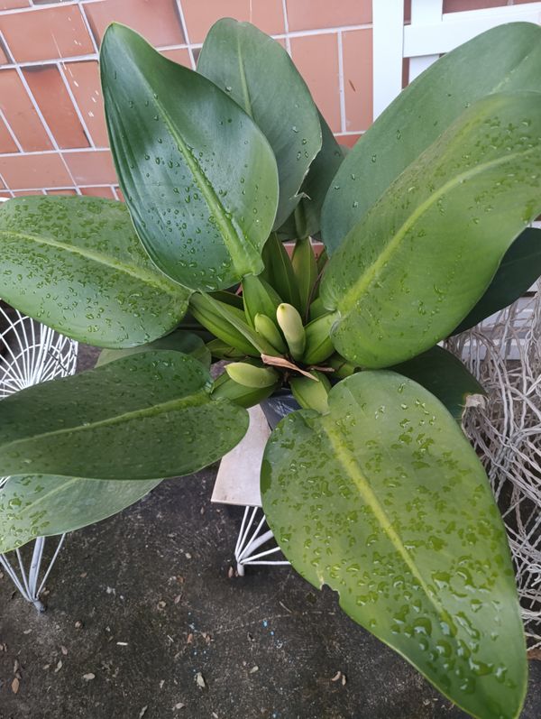 Identificação da planta Pacová por foto