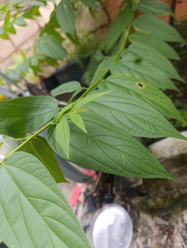 Identificação da planta Pau-pólvora por foto