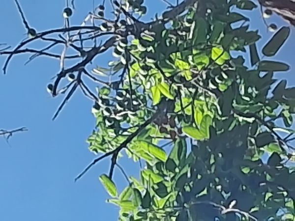 Identificação da planta Jabily por foto