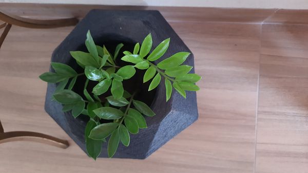 Identificação da planta Zamioculcas por foto