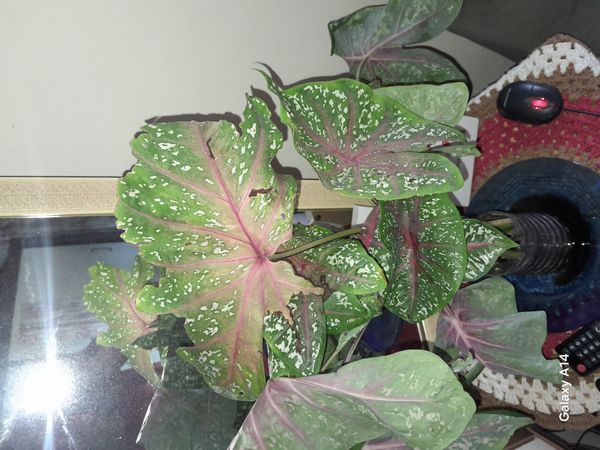 Identificação da planta Tinhorão por foto