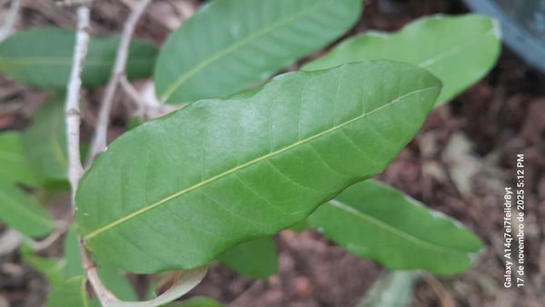 Identificação da planta Oiti por foto