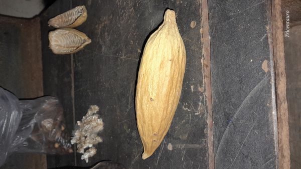 Identificação da planta Cacau por foto