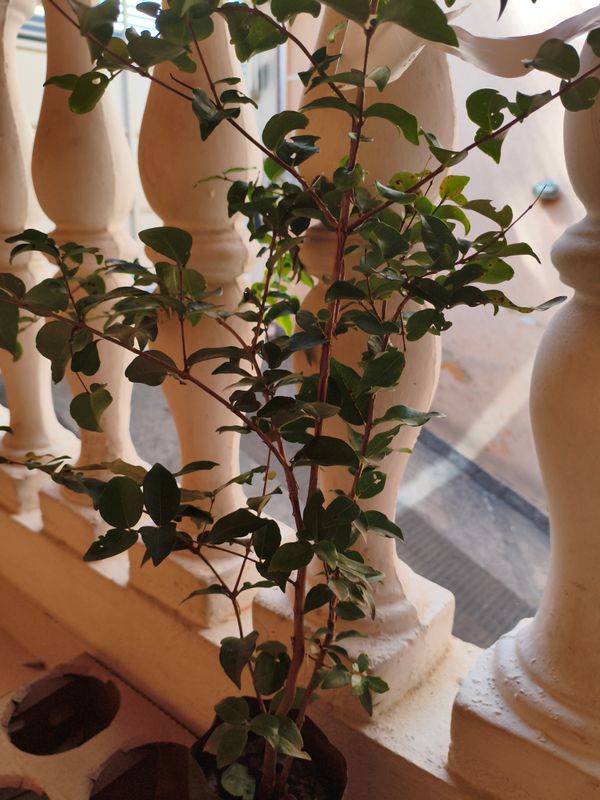 Identificação da planta Pitanga por foto