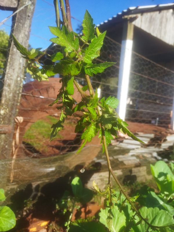 Identificação da planta Tomate por foto