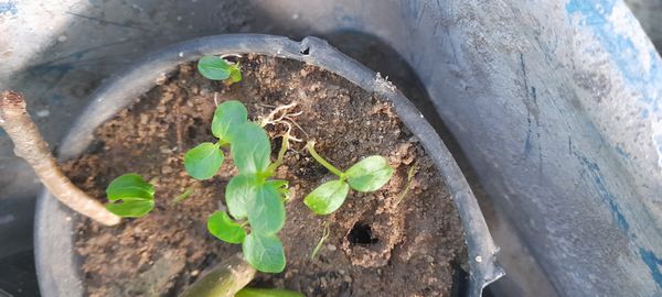 Identificação da planta Pepino por foto