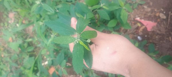 Identificação da planta Guanxuma por foto