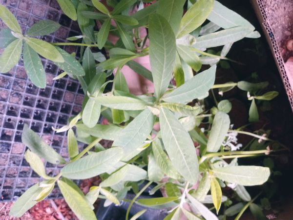 Identificação da planta Xiquexique por foto