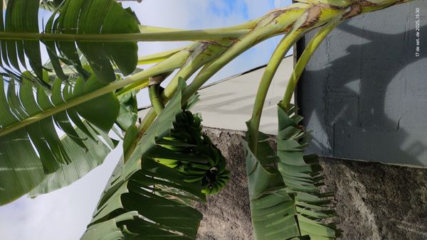 Identificação da planta Bananeira por foto