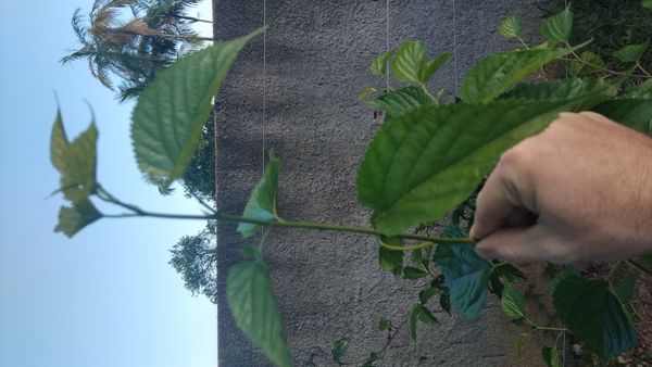 Identificação da planta Amora por foto