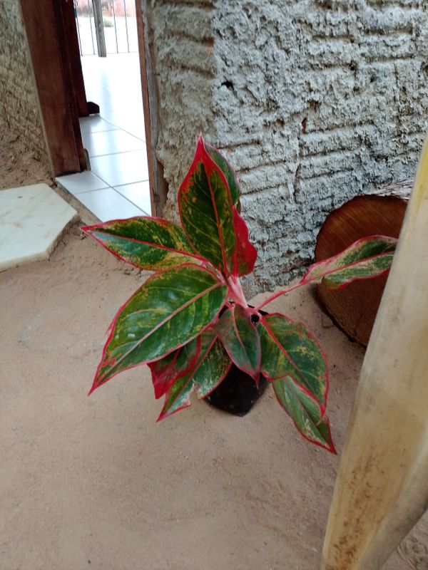 Identificação da planta Café de Salão por foto