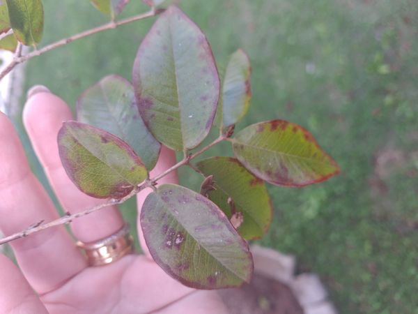 Identificação da planta Jabuticaba-paulista por foto