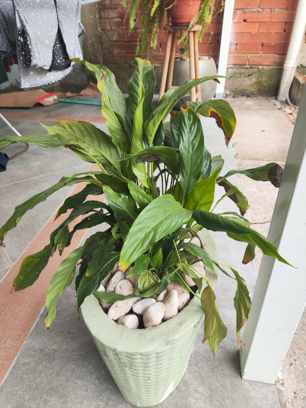 Identificação da planta Como cuida do lirio por foto