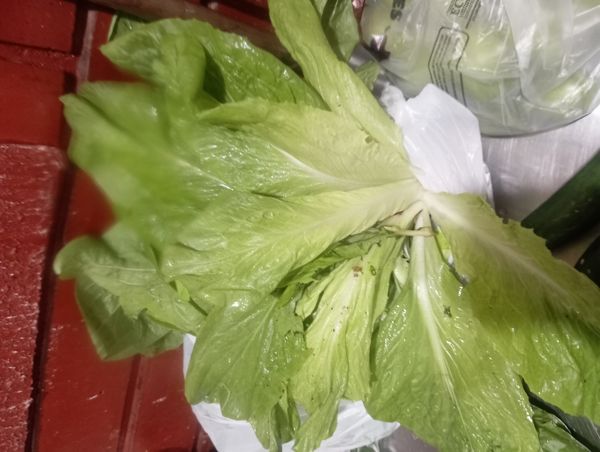 Identificação da planta Alface por foto