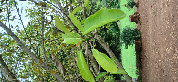 Identificação da planta Figueira por foto