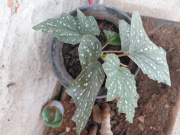 Identificação da planta Begônia por foto