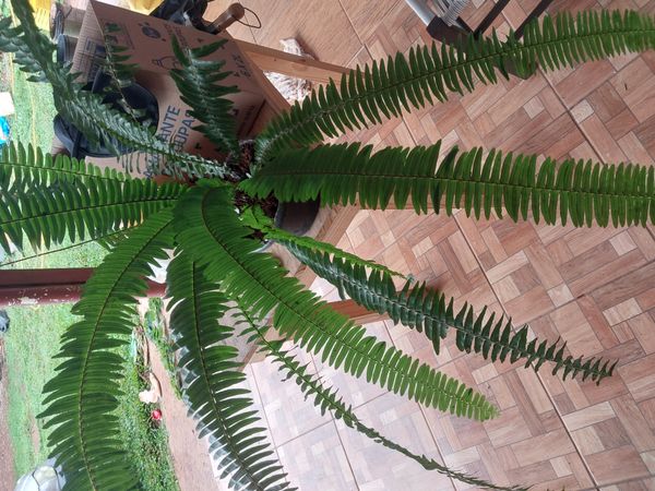 Identificação da planta Samambaia por foto