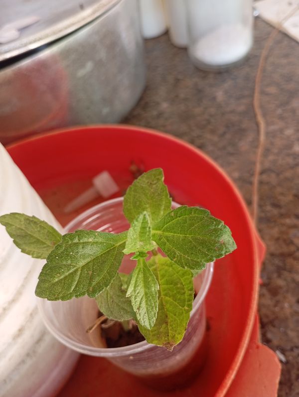 Identificação da planta Stévia por foto