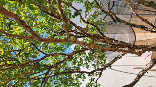 Identificação da planta Jabuticaba-paulista por foto