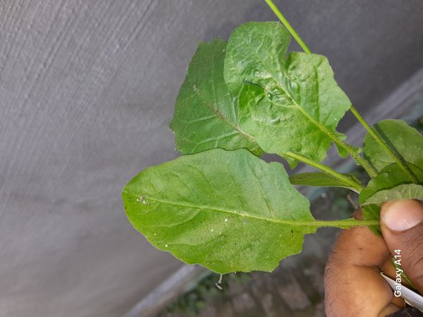 Identificação da planta Crepe do Japão por foto