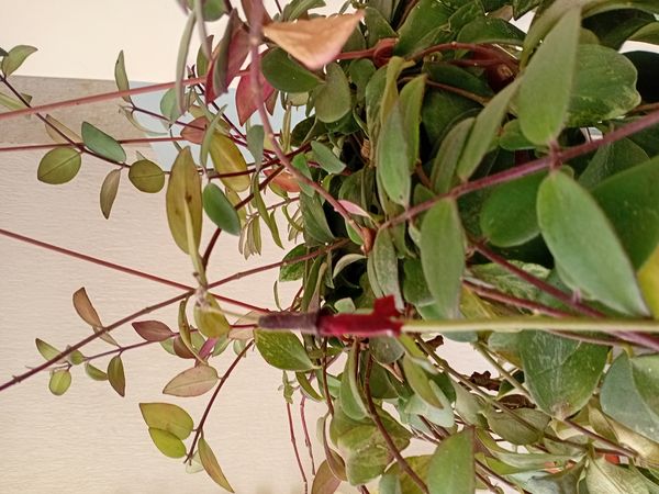 Identificação da planta Língua-de-gato por foto