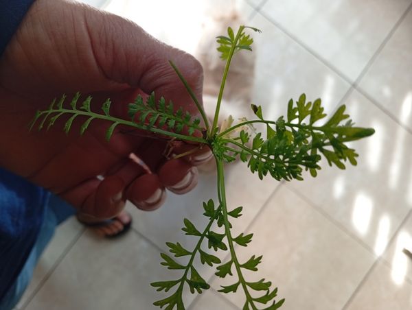 Identificação da planta Mastruz por foto