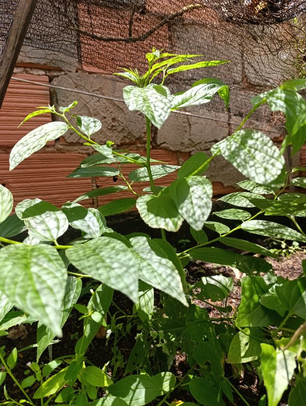 Identificação da planta Pau-pólvora por foto