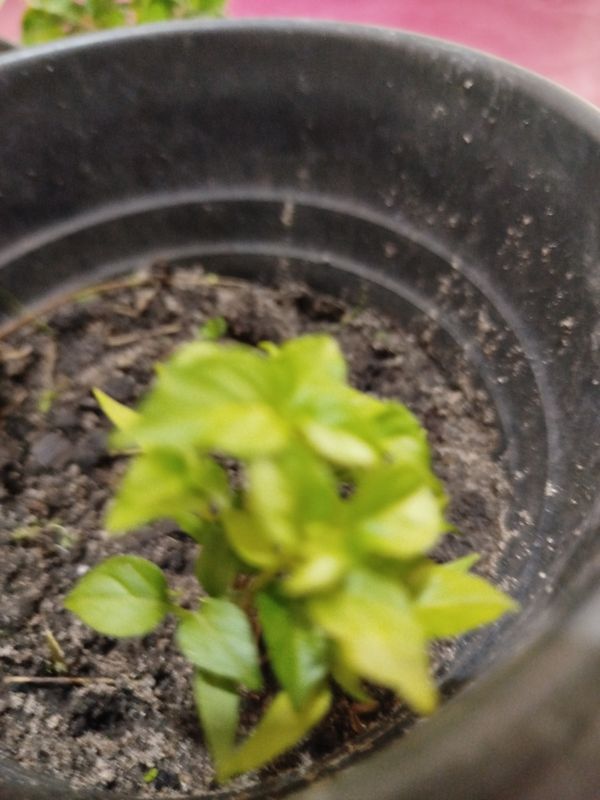 Identificação da planta Manjericão por foto