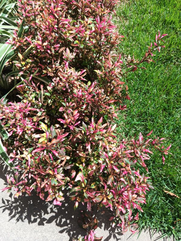 Identificação da planta Enxerida-Verdejante por foto