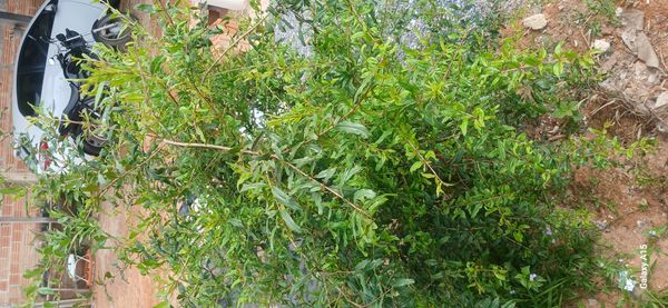 Identificação da planta Romã por foto