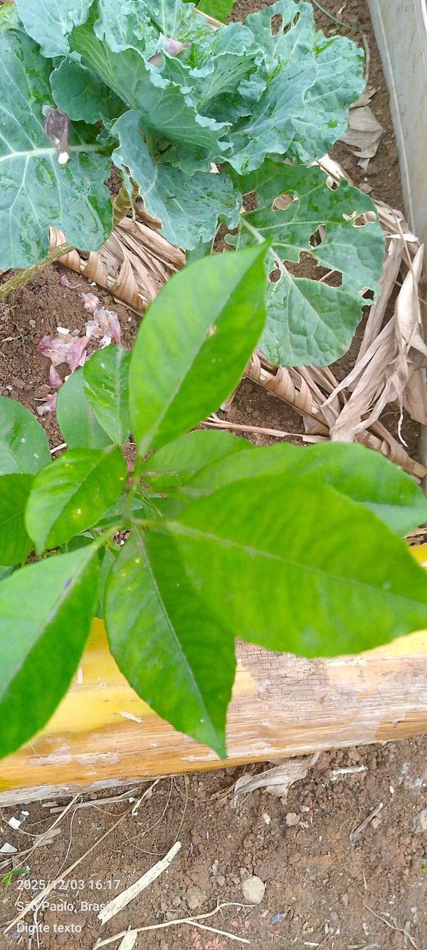 Identificação da planta Limão por foto