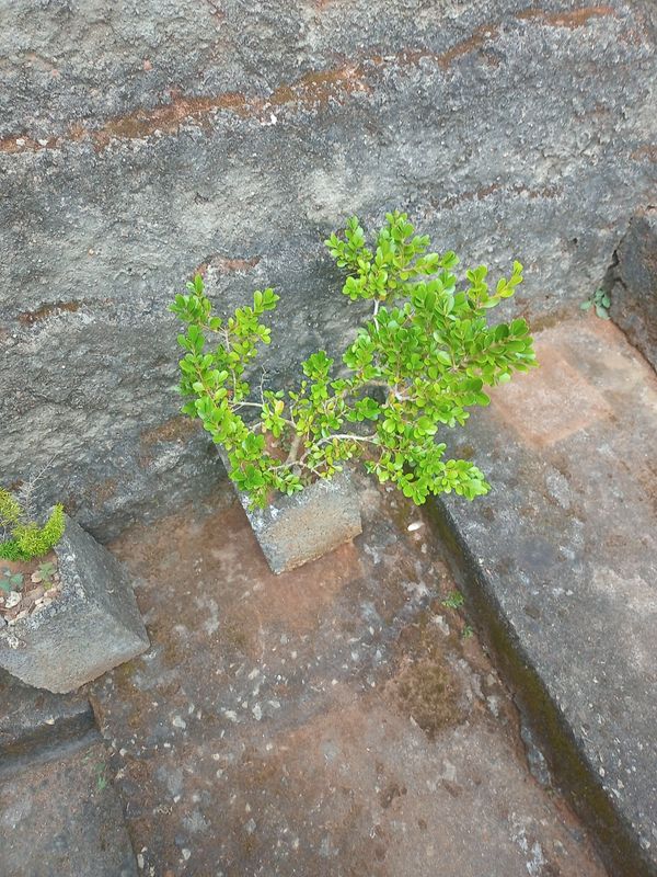 Identificação da planta Buxinho por foto