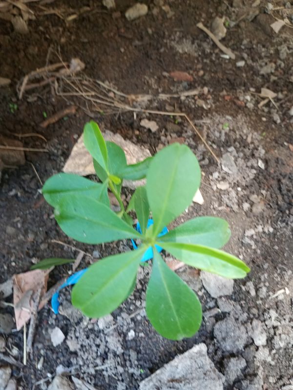 Identificação da planta Bredo-de-jardim por foto