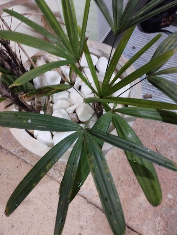 Identificação da planta Palmeira-ráfis por foto
