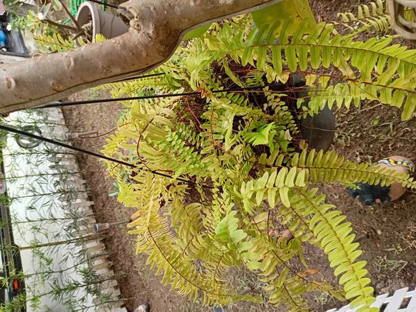 Identificação da planta Samambaia americana por foto