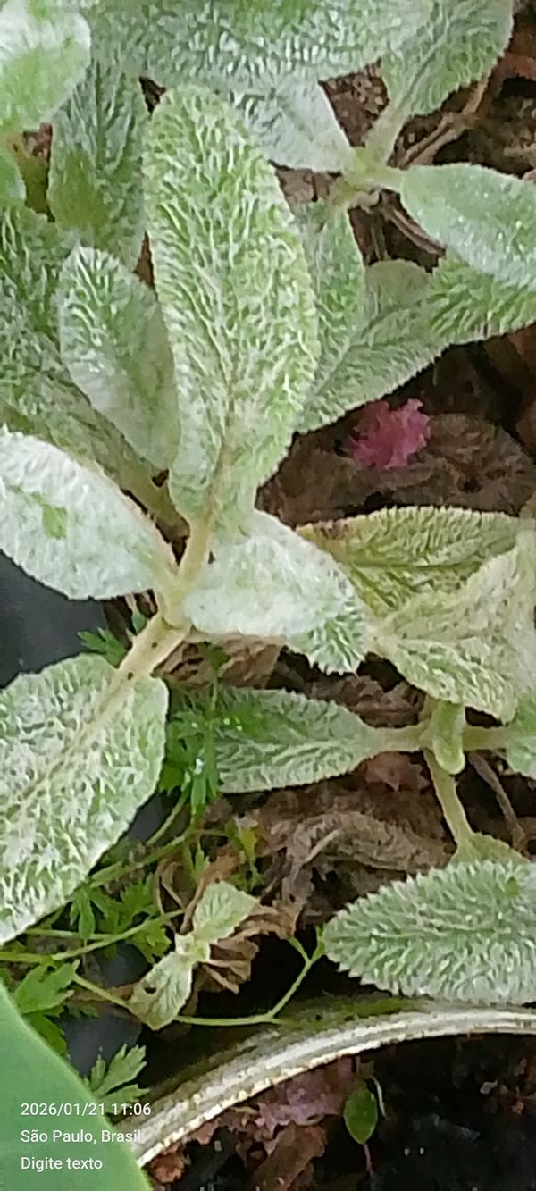 Identificação da planta Peixinho-da-horta por foto