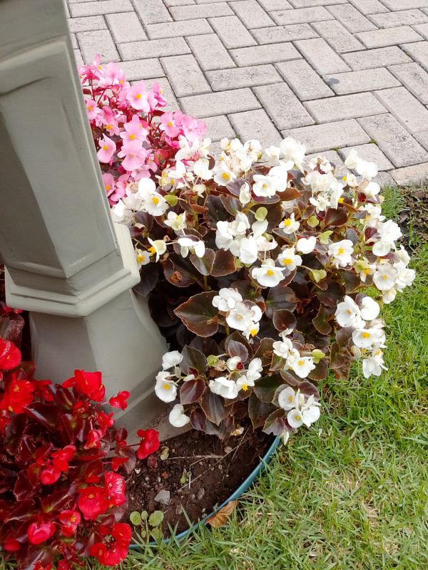 Identificação da planta Begônia por foto
