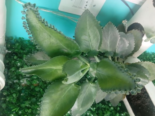 Identificação da planta Mãe de mil por foto