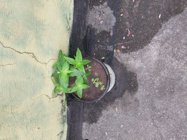 Identificação da planta Zinnia por foto