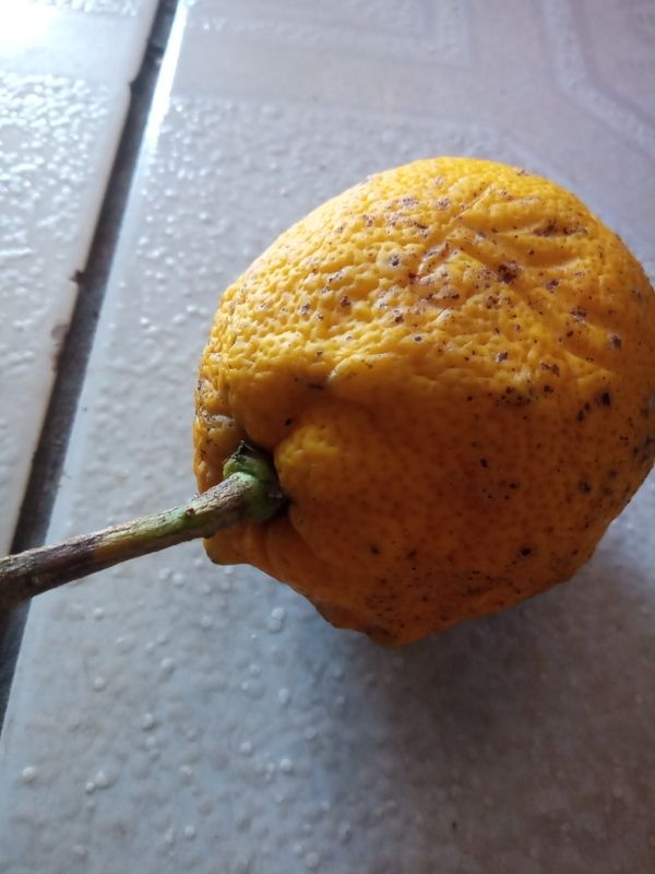 Identificação da planta Limão siciliano por foto