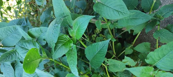 Identificação da planta Desconhecido por foto