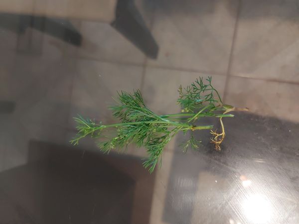 Identificação da planta Coentro-bravo por foto