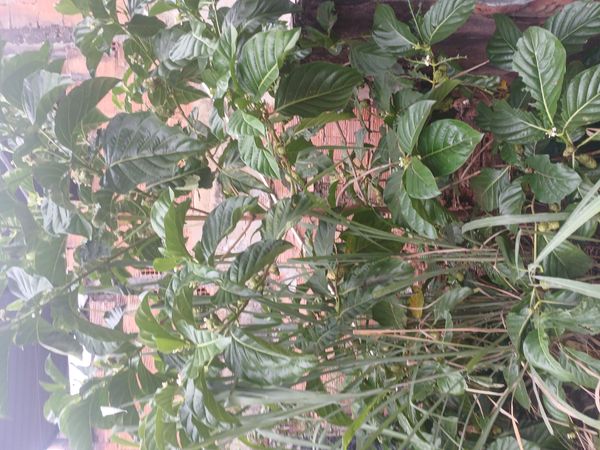 Identificação da planta Noni por foto