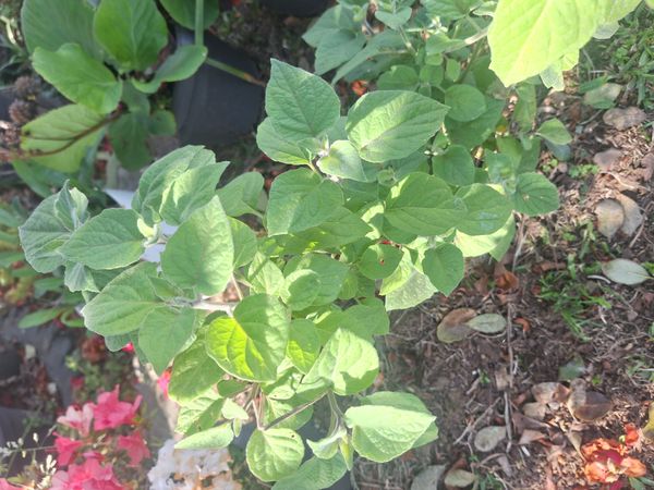 Identificação da planta Uva-do-monte por foto