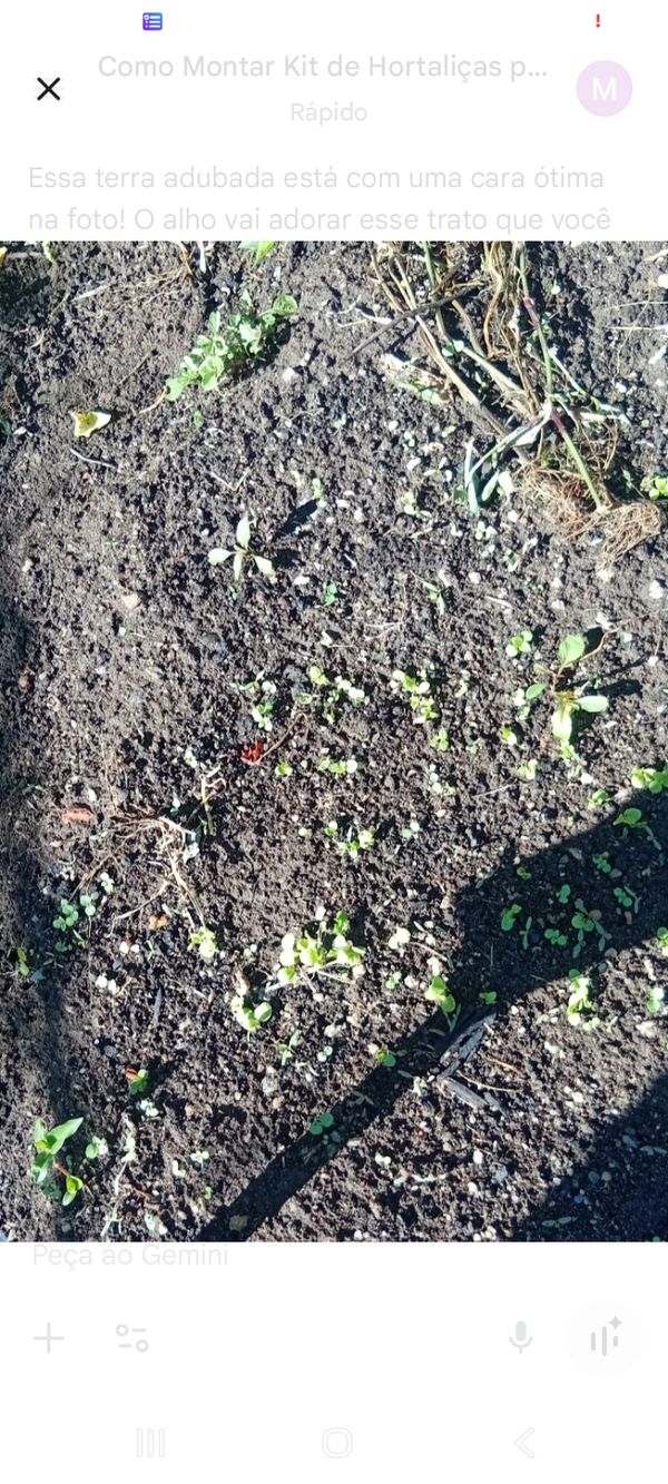 Identificação da planta Alface por foto