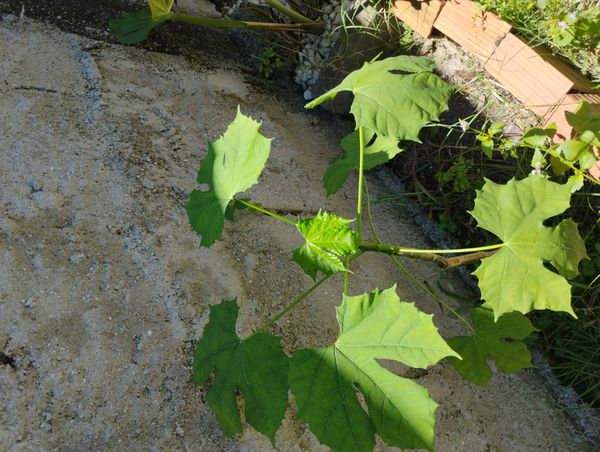 Identificação da planta Chaya por foto
