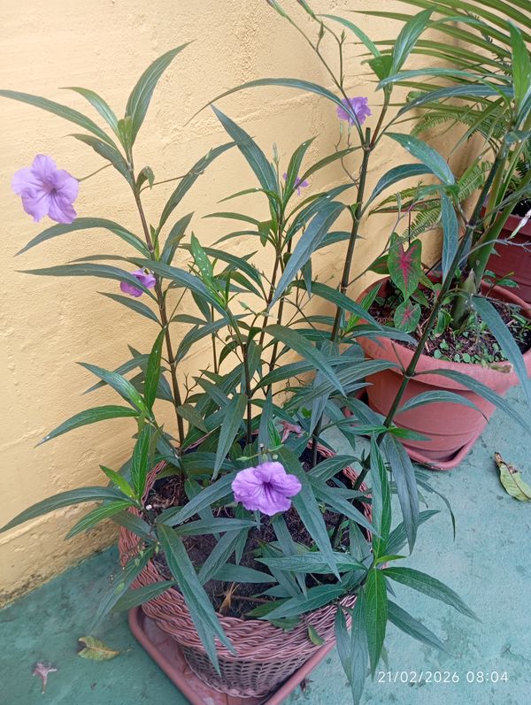 Identificação da planta Ruélia por foto